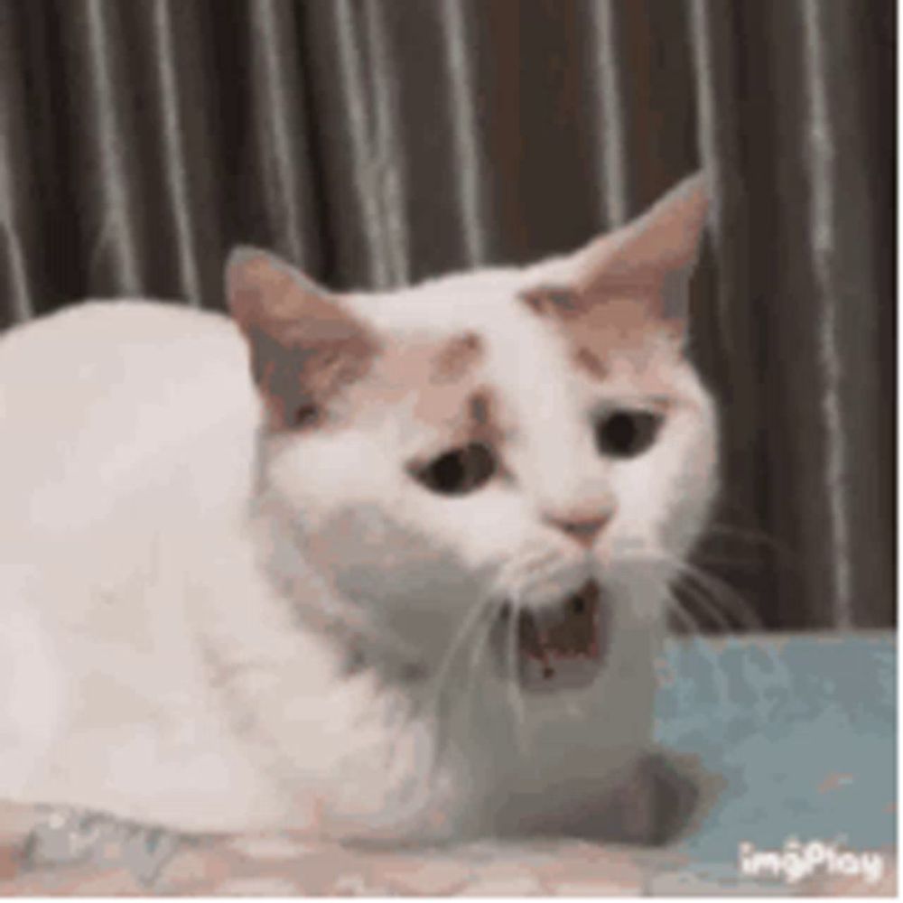 a white cat is laying on a bed with its mouth open and looking at the camera .