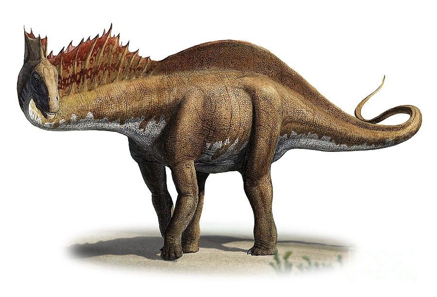 Amargasaurus pictured with a sail on its back