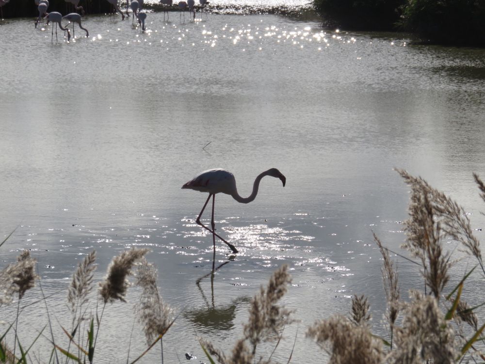 Greater Flamingo wading in a shallow estuary, the Camargue, France.