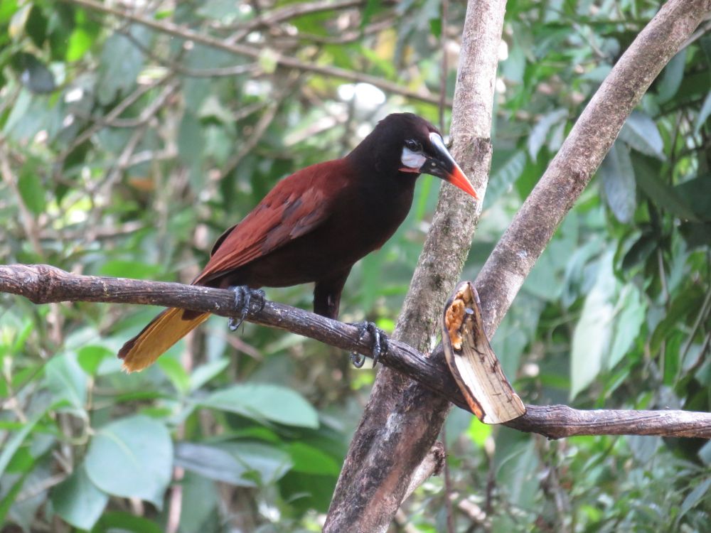 A Montezuma Oropendola on a branch of a large fruit feeder.