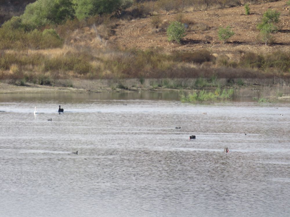 Black Swans swimming with Mute Swans and grebes on a small lake in southern Portugal 