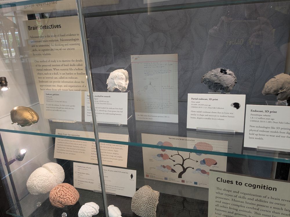 Close-up of display showing a variety of endocasts.