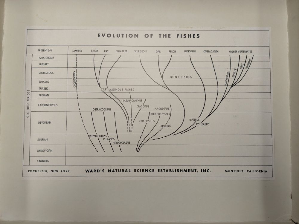 Inner side of box lid containing fish models. Depicts a phylogeny (of sorts) of vertebrates with lots of dotted lines and branches that don't connect at the base.