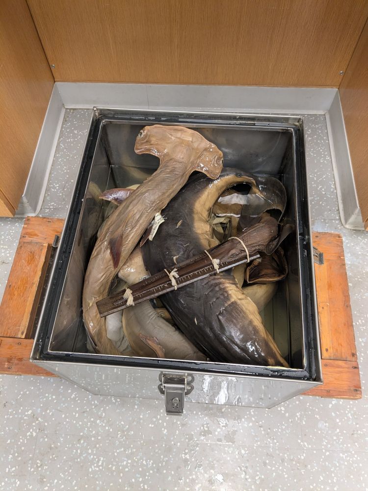 Small metal fluid tank with a variety of preserved sharks.