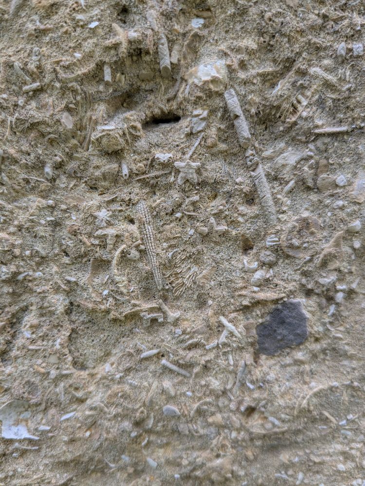 Hash of broken marine invertebrate hard parts in a golden colored limestone.
