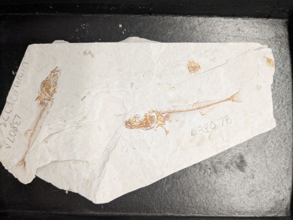 Fossil stickleback fishes preserved on white rock in a black specimen tray.