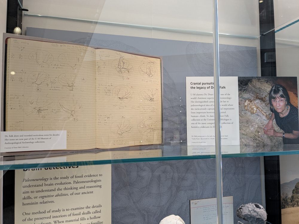 Close-up of components of display, showing photograph of Dean Falk and one of Dean's notebooks.
