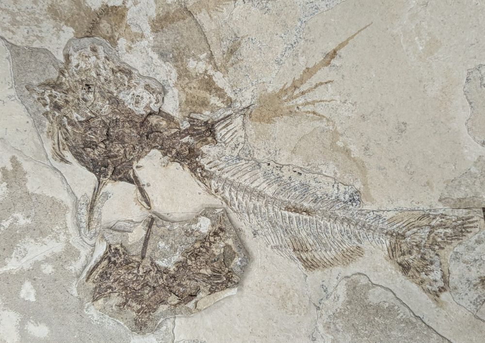 Articulated skeleton of a fossil catfish, in the process of being prepared. Parts of the body and skull remain concealed by rock.