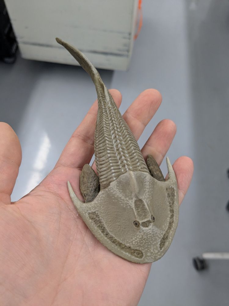 Hand holding a model of a jawless fish.