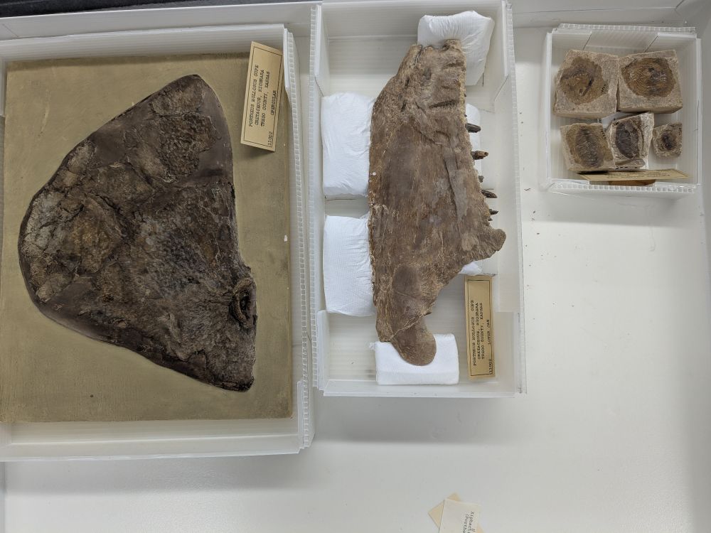 Drawer of Xiphactinus bits in boxes.