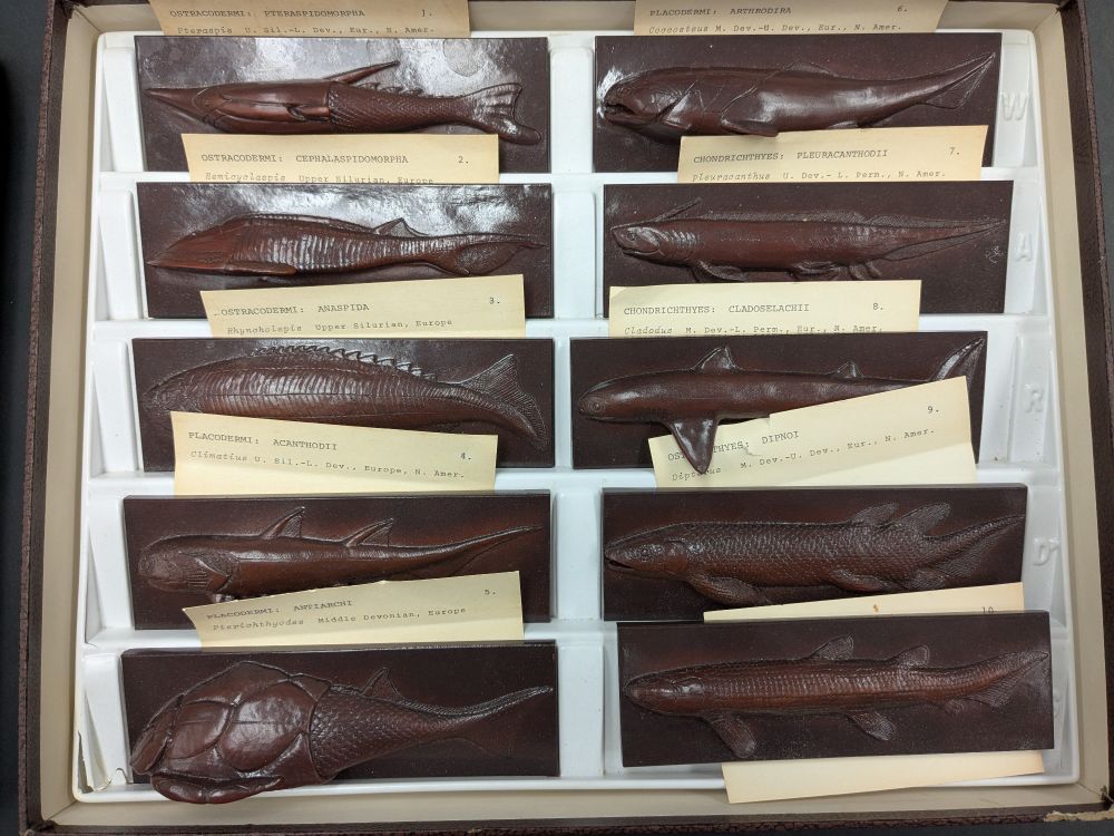 Relief models of early fishes on rectangular blocks, arranged in two columns in a box.