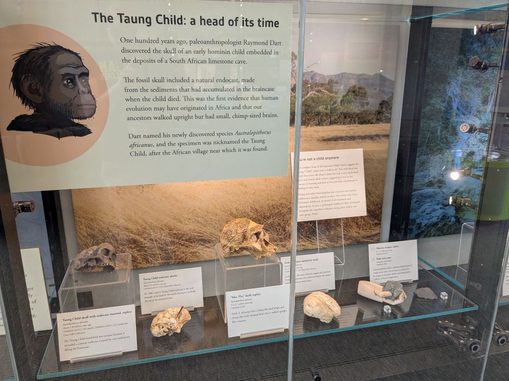 Close-up of case featuring materials relating to the Taung Child.