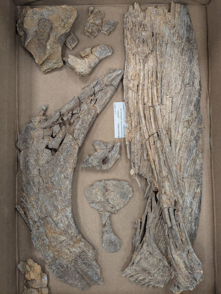 Large fragments of a pectoral girdle and fin in a cardboard tray.