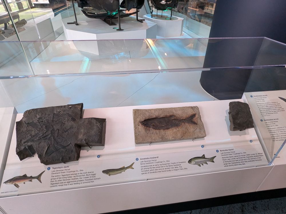 Museum cabinet showing three fossil fishes.