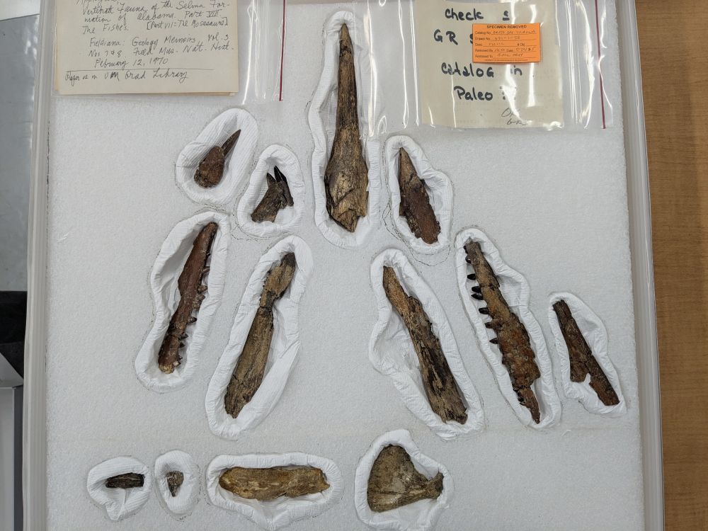 Fossil fish bones mounted in lined depressions in a block of foam.