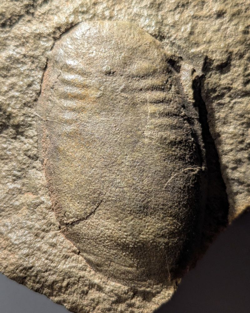 Elliptical fossil preserved in tan rock. Raised features on the surface of this mold record different aspects of internal anatomy.