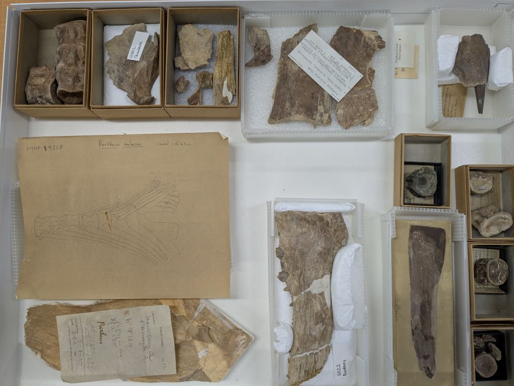 Drawer of Xiphactinus bits in boxes.