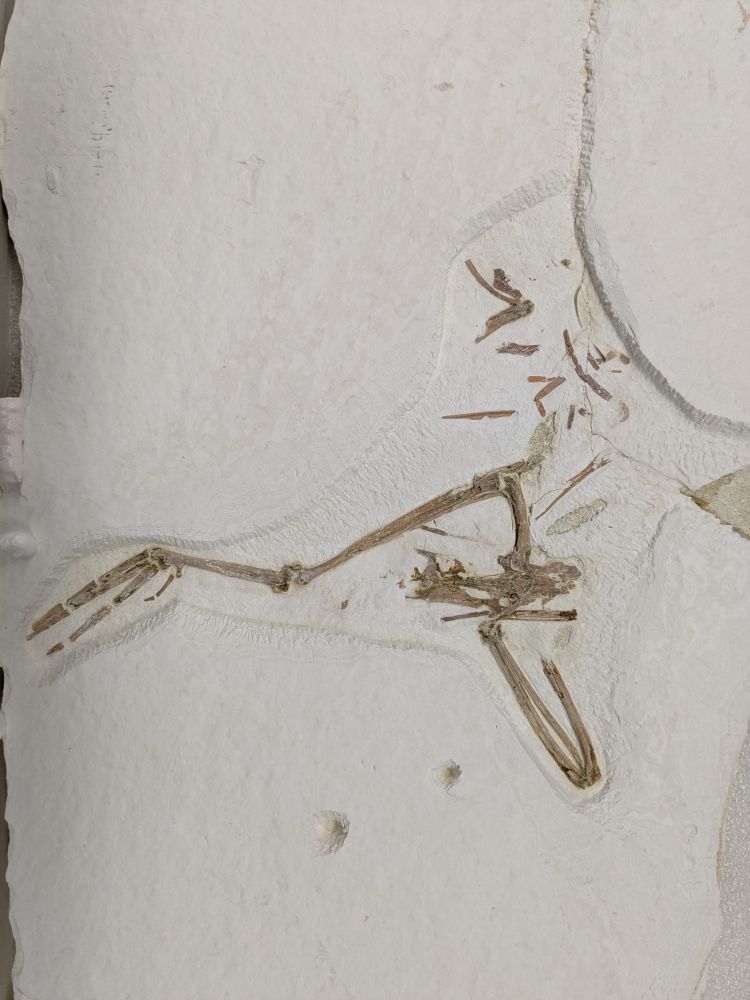 The back half of a fossil bird, preserved on light colored rock.