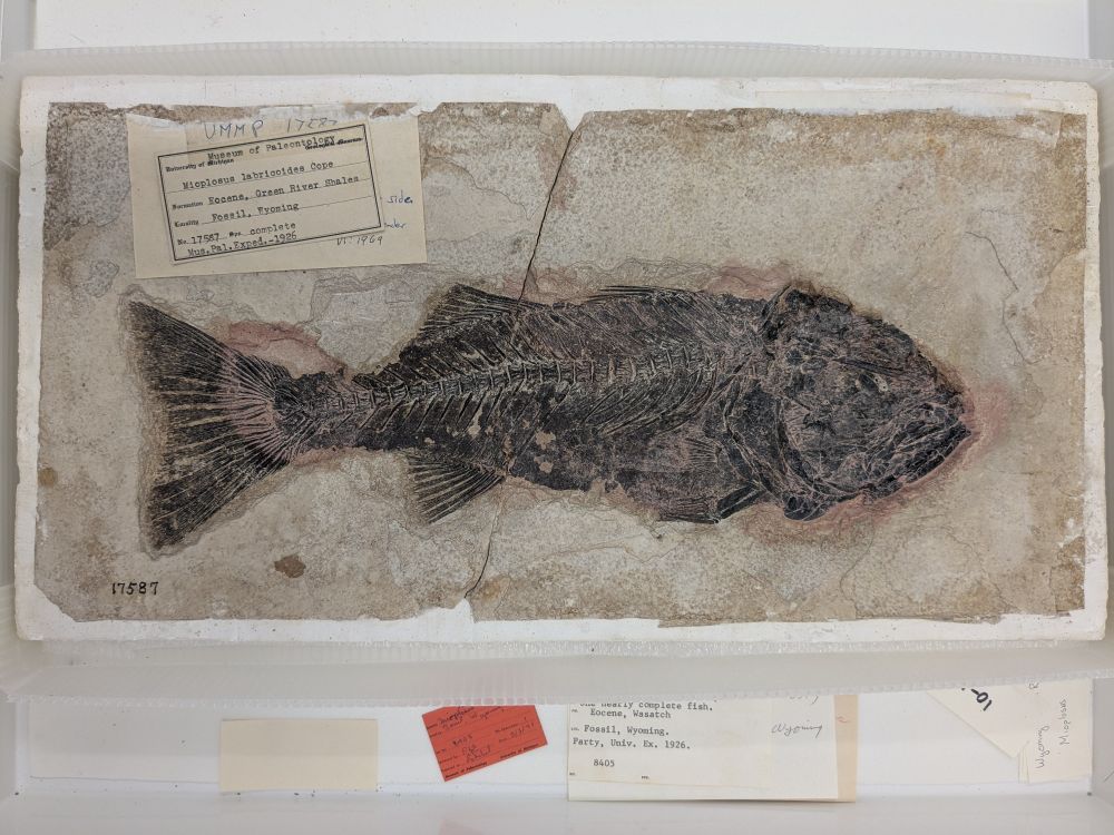 A large fossil fish, preserved in a dark brown color, set against creamy rock matrix cut into a rectangular slab.