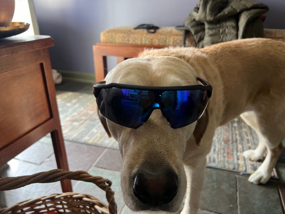Dog in sunglasses 