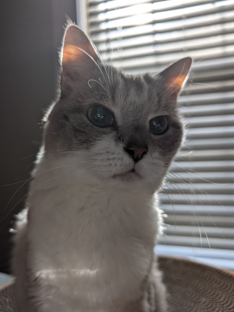 A kitty bathed in backlight. Majestic and glorious. It is warm.