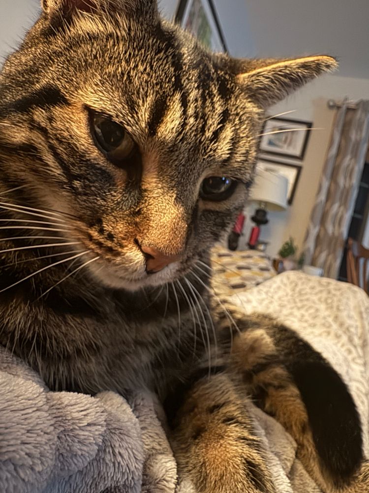 A close up of a tiger striped cat