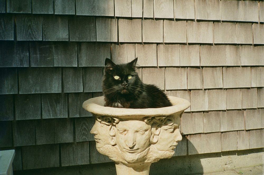 Bane in an empty birdbath or stonemade pot with faces on it