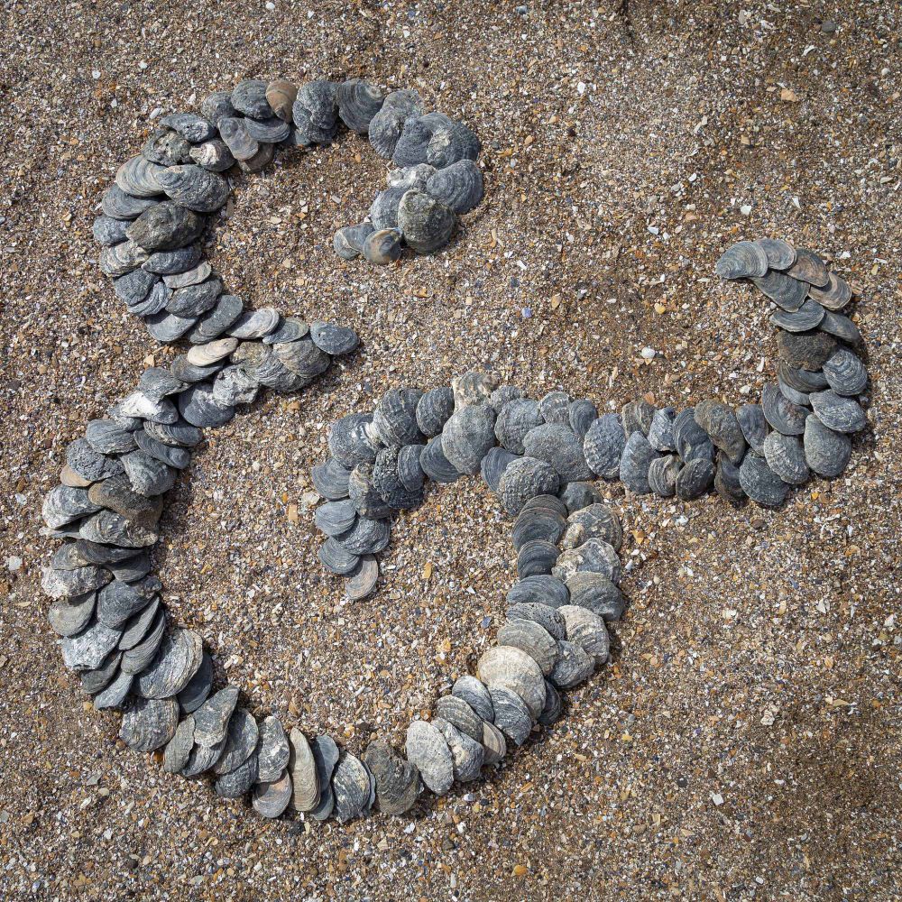 An ampersand formed by arranging oyster shells on the beach.
