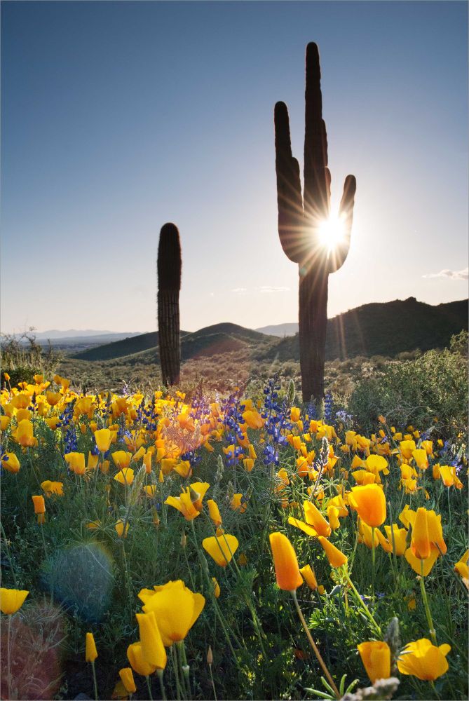 Wild Mexican Goldpoppies at Daisy Mt. on the Tonto National Forest, Arizona.
