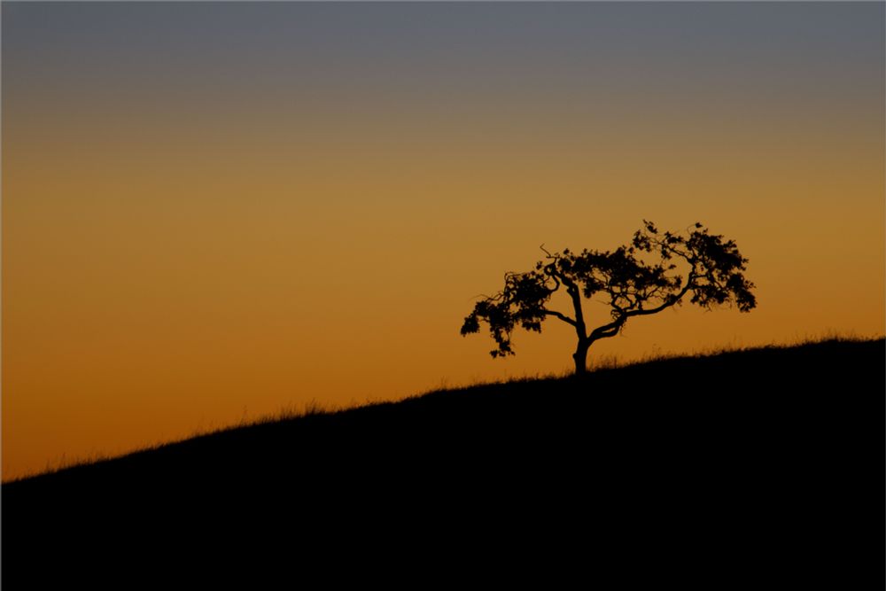 Oak Tree at sunset in the El Tejon area of central California, near the base of Bear Mountain.