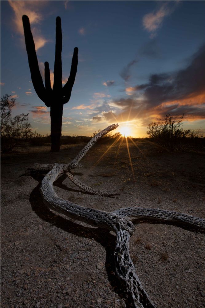 A saguaro and cholla skeleton in the South Maricopa Mts. Wilderness, which is within Sonoran Desert National Monument in southern Arizona (south of Phoenix).