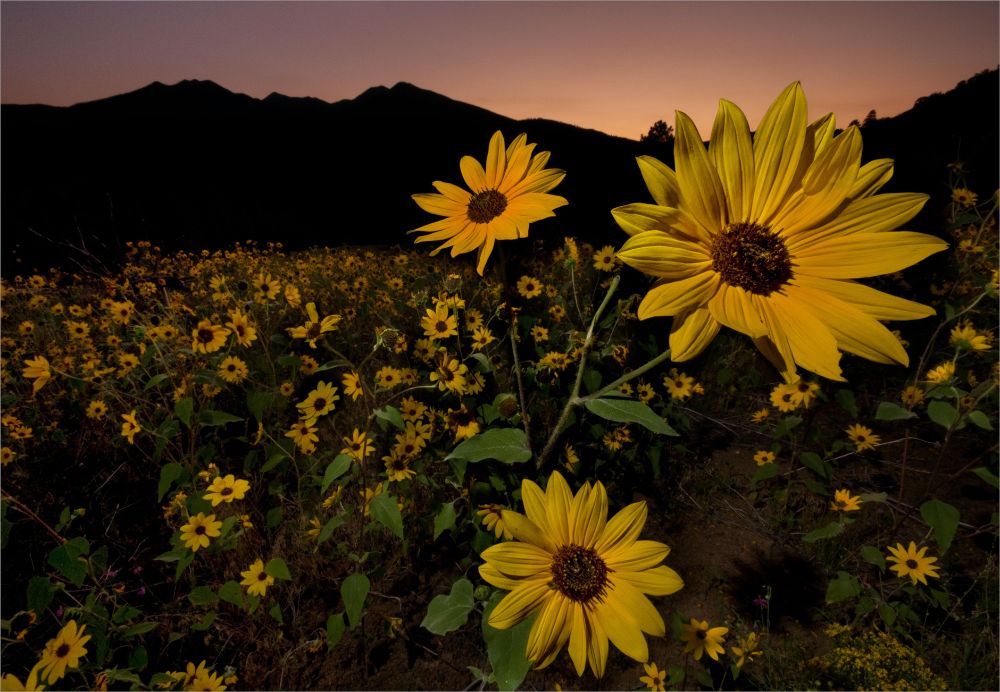 Wild sunflowers at twilight on Robinson Mt. on the Coconino National Forest in northern Arizona (not too far from better-known Sunset Crater).