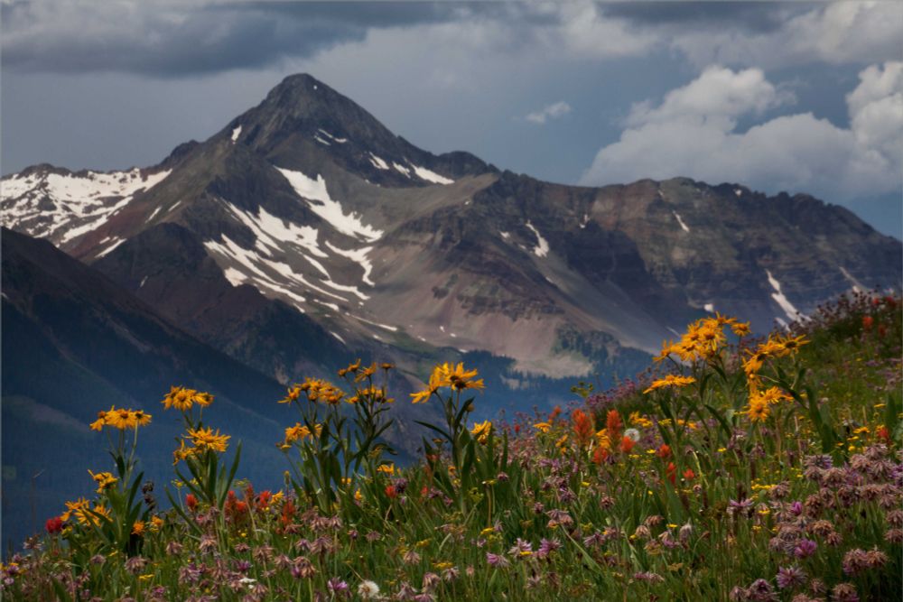 Spring in the Colorado Rocky Mts. These wildflowers are near the Alta Lakes, and in the distance is Wilson Peak.