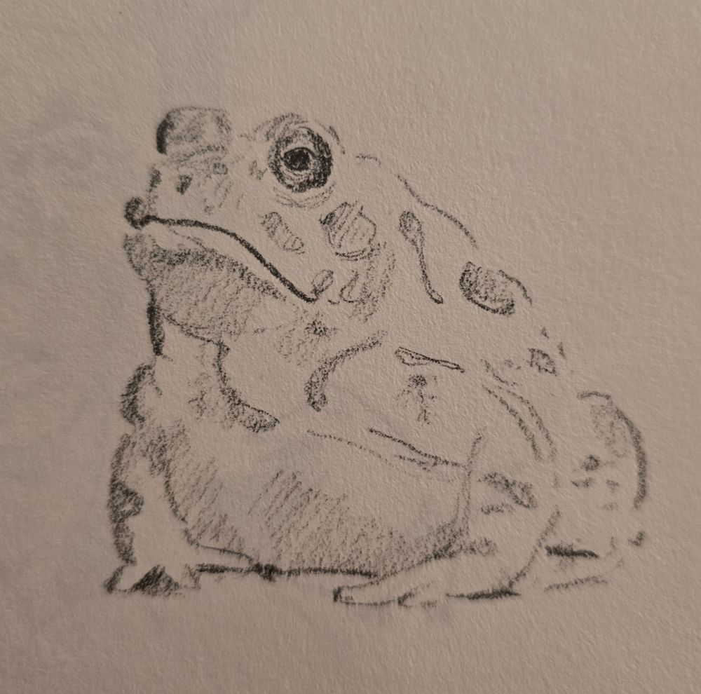 This is a hand drawn sketch of a frog. Graphite on paper 