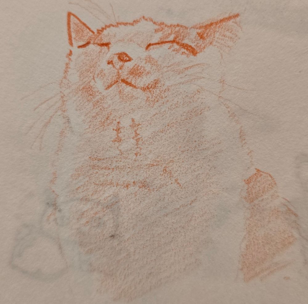 This is a hand drawn sketch of a cat. Graphite on paper. 