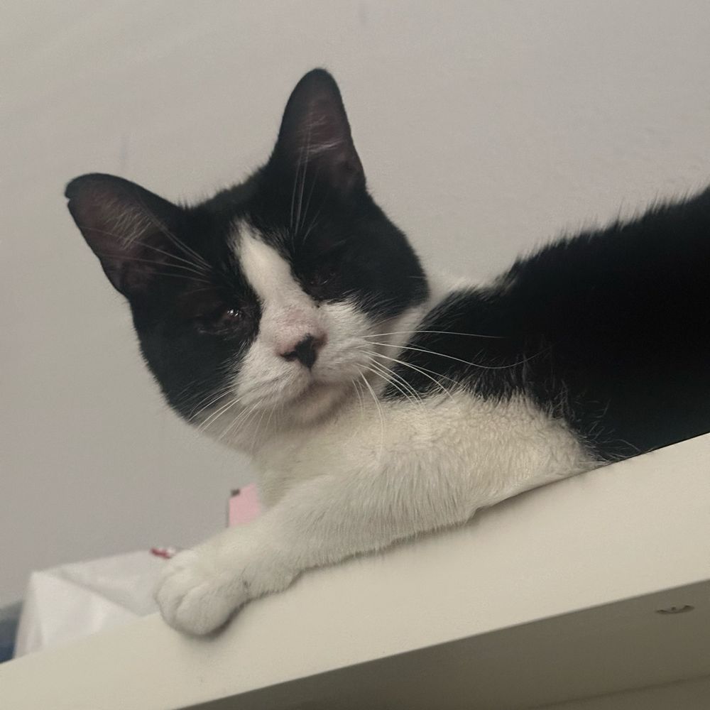 tuxedo cat looking at camera 