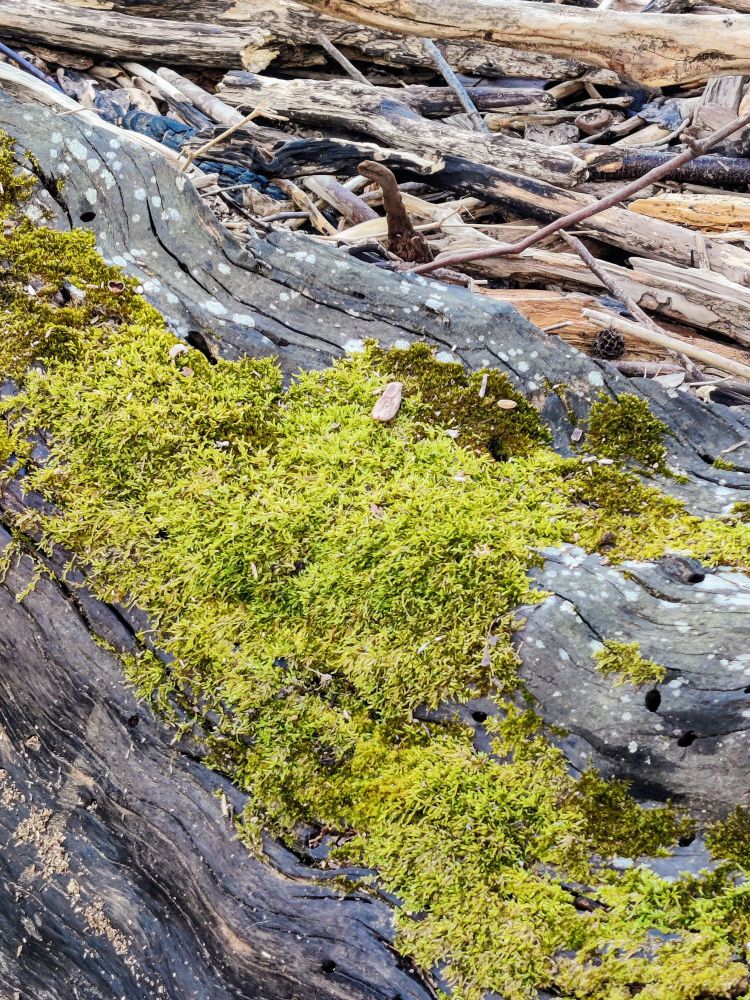 A lone stone on bright green moss, growing on a big tree trunk of driftwood. Surrounded by a beach full of driftwood everywhere on a breezy day.