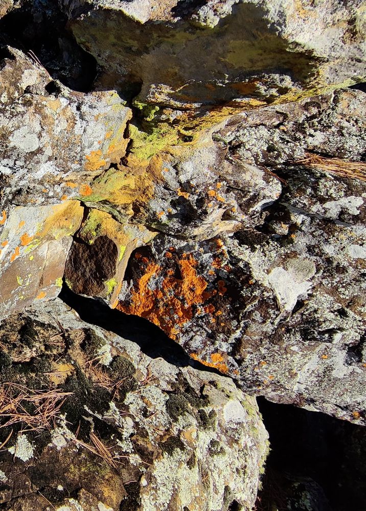 Chartreuse and orange lichen on some large rocks. Lots of texture. And some moss.