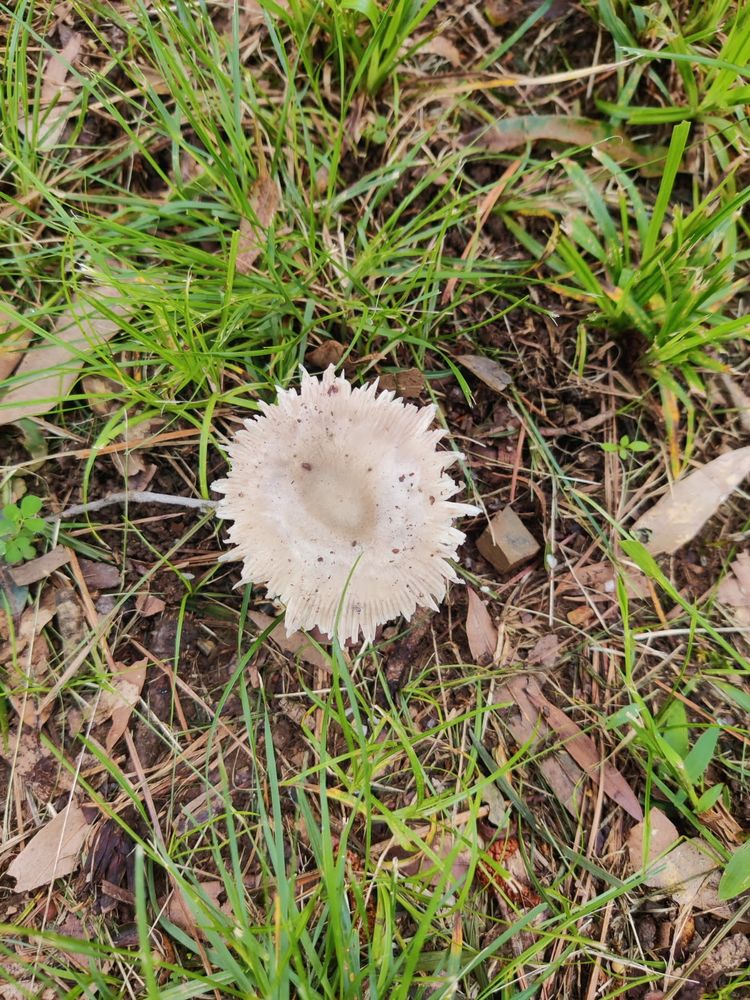 White, flowery / frilly-looking mushroom. Taken from above.