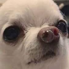 Chihuahua avec une grosse bulle de morve sur le nez