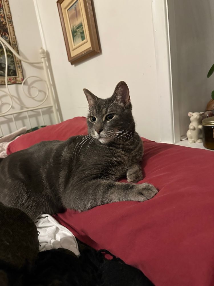 Benedict, a large grey tabby cat, stares off into the middle distance