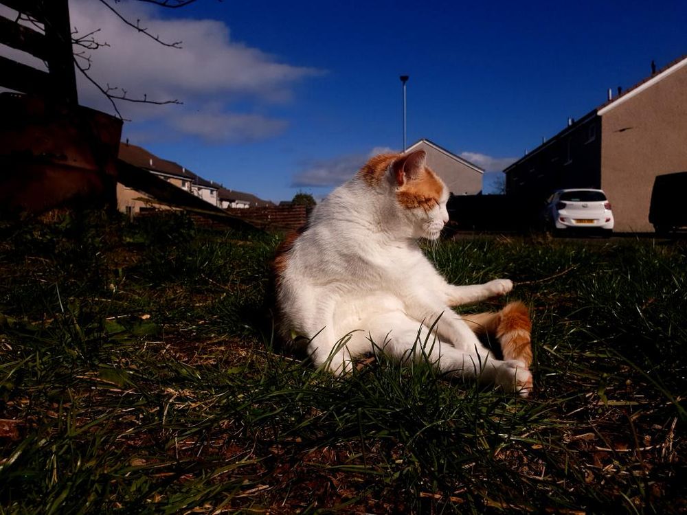 Brutus the cat sitting on a lawn, on his butt, eyes closed in meditation.