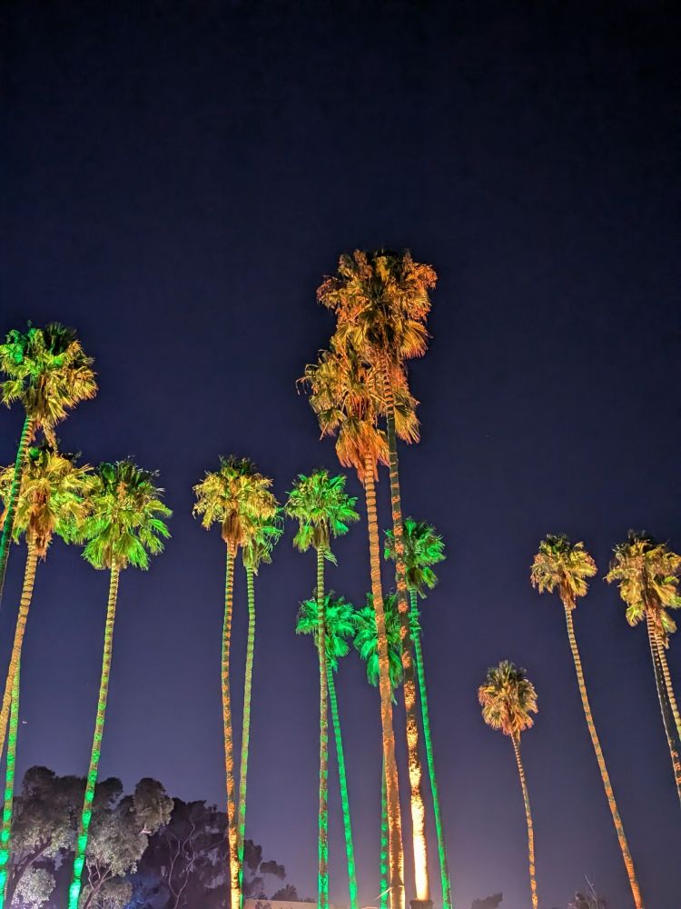 Palm trees with colorful lights against the night sky