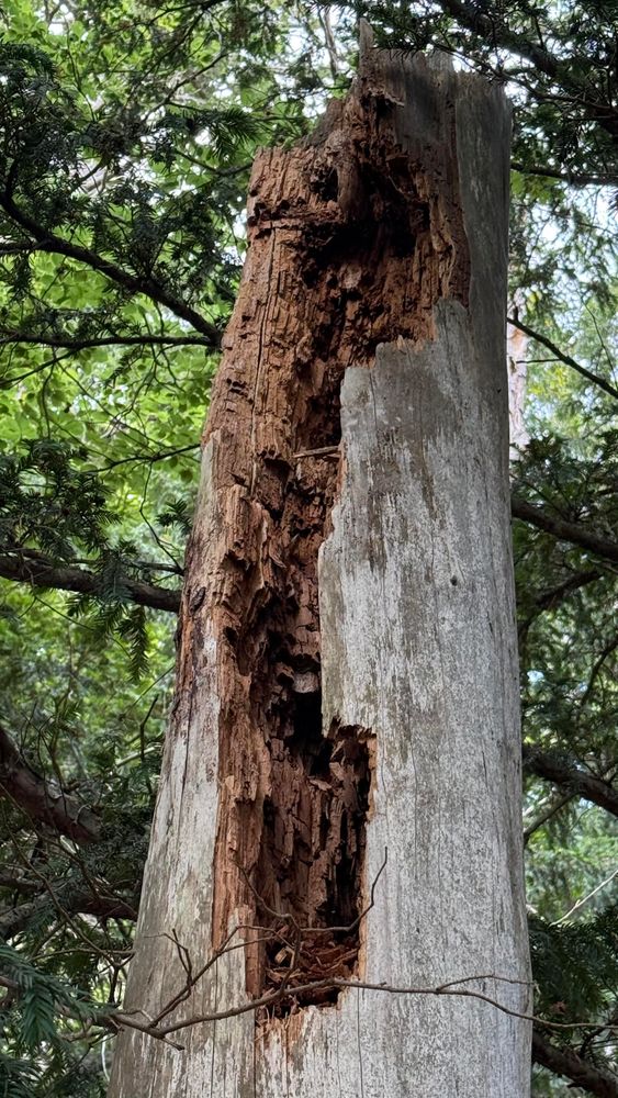 At the top, decay has already done huge damage.