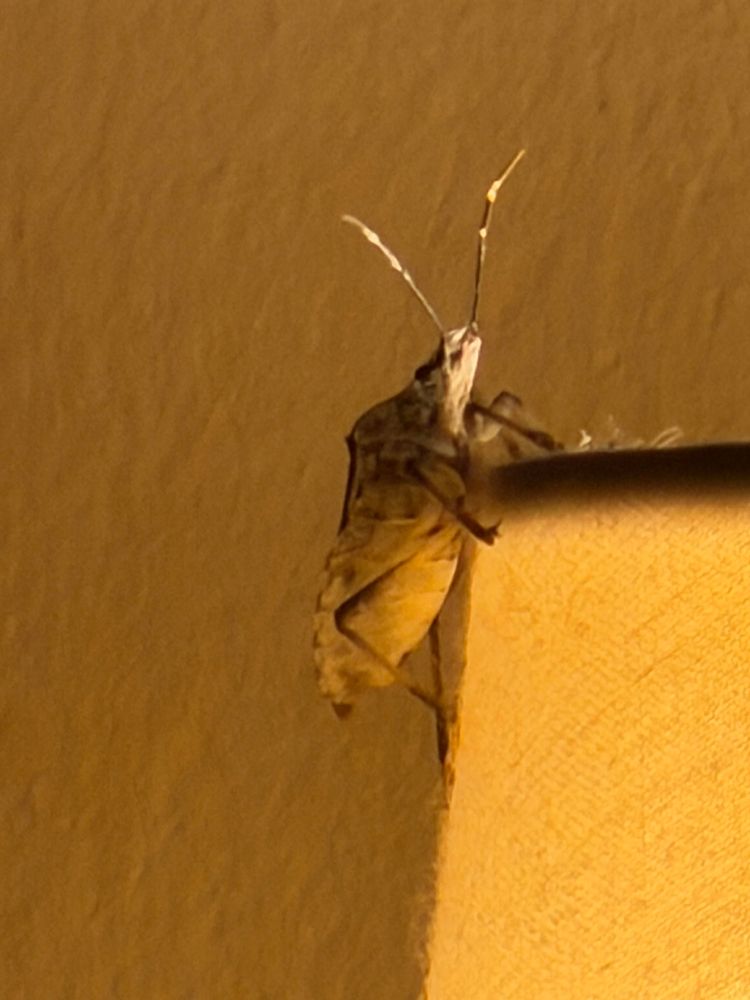 The brown marmorated stink bug sitting on a lamp shade, side view.