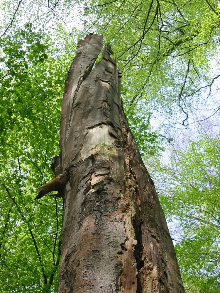 Standing deadwood of European beech (Fagus sylvatica) in a regenerating forest in southern Franconia. Photo by H.J. Boehmer