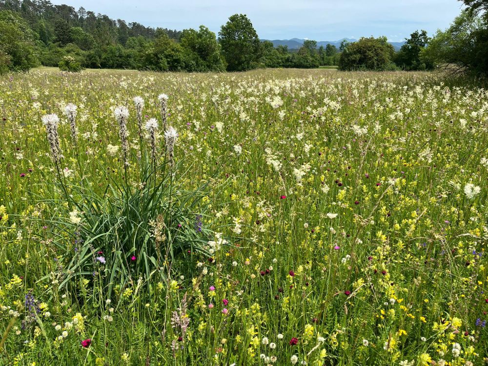 Meadow near Pivka with numerous flowering plants, including Asphodelus albus, Filipendula vulgaris, Dianthus carthusianorum subsp. sanguineus. Photo by Hans Juergen Boehmer
