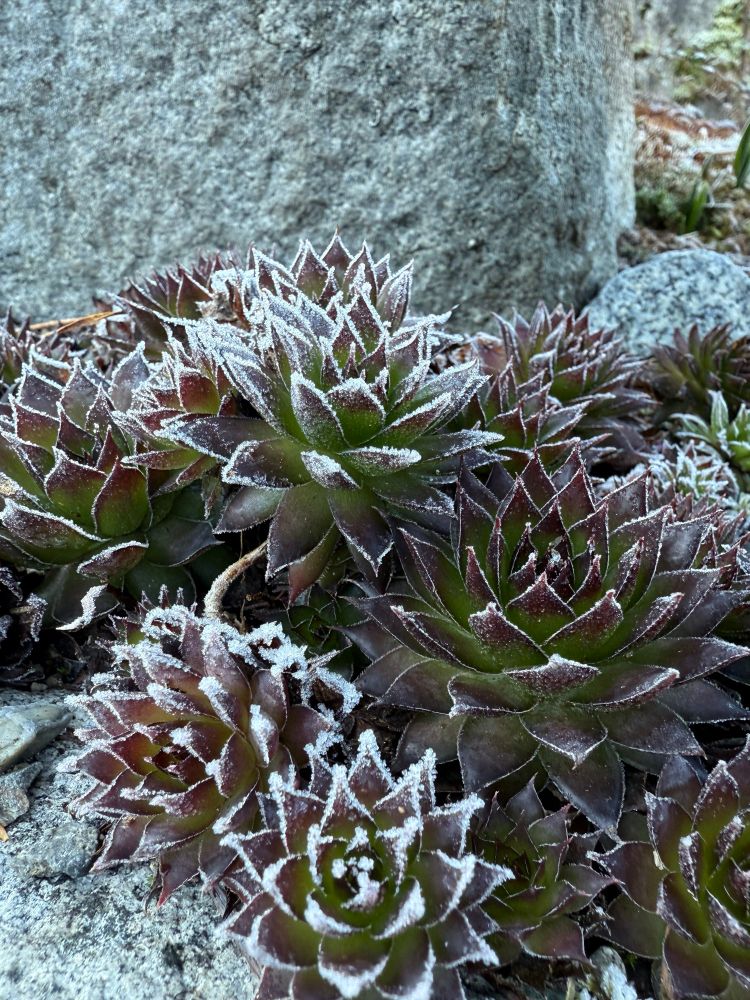 Hen and chicks with frost