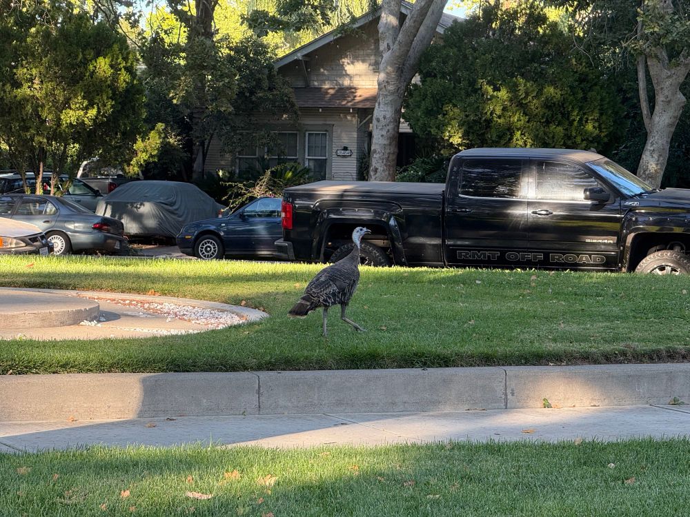 A lone wild turkey walks on grassy park shaded by streets and surrounded by parked cars.