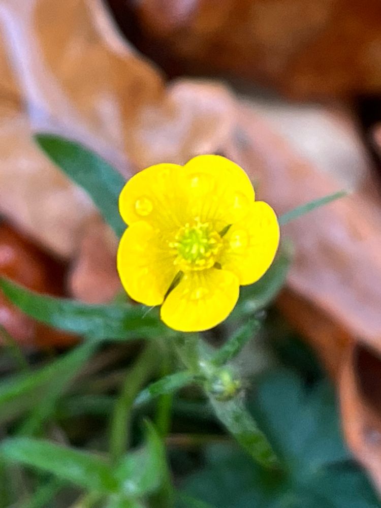 Yellow Creeping Buttercup